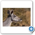 Kudu