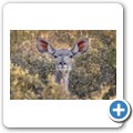 Kudu
