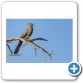 grauer L&auml;rmvogel