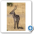 Wasserbock