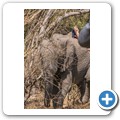 Elefant