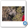Elefant