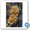 Fynbos