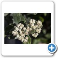 Fynbos