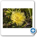 Fynbos