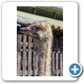 Cape Point Ostrich Farm