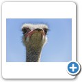 Cape Point Ostrich Farm