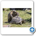 Cape Point Ostrich Farm