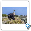 Cape Point NP - Strau&szlig;