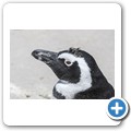 Simon's Town - Boulders Beach - Pinguin Kolonie