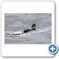 Simon's Town - Boulders Beach - Pinguin Kolonie