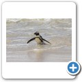 Simon's Town - Boulders Beach - Pinguin Kolonie