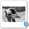 Simon's Town - Boulders Beach - Pinguin Kolonie