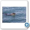 Kalk Bay - Seel&ouml;we