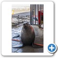 Kalk Bay - Seel&ouml;we