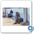 Kalk Bay - Seel&ouml;we