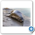 Kalk Bay - Seel&ouml;we