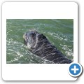Hermanus - Whale Watching - Southern Right Whale