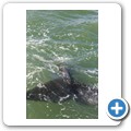 Hermanus - Whale Watching - Southern Right Whale