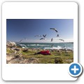 Hermanus - F&uuml;tterung der Klippschliefer