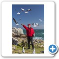 Hermanus - F&uuml;tterung der Klippschliefer