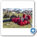 Hermanus - F&uuml;tterung der Klippschliefer