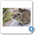 Klippschliefer