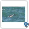 Delfin