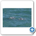 Delfin