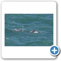 Delfin