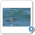 Delfin