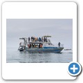 Gansbaai - Shark Cage Diving