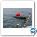 Gansbaai - Shark Cage Diving