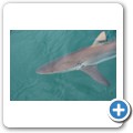 Gansbaai - Shark Cage Diving - Kupferhai