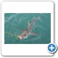 Gansbaai - Shark Cage Diving - Kupferhai