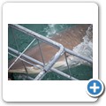 Gansbaai - Shark Cage Diving - Kupferhai