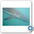 Gansbaai - Shark Cage Diving - Kupferhai