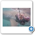 Gansbaai - Shark Cage Diving - Kupferhai