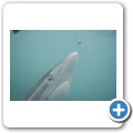 Gansbaai - Shark Cage Diving - Kupferhai
