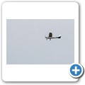 Stanford - Whale Watching Flight