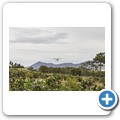 Stanford - Whale Watching Flight