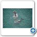 Stanford - Whale Watching Flight - Southern Right Whale
