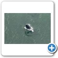 Stanford - Whale Watching Flight - Southern Right Whale