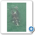 Stanford - Whale Watching Flight - Southern Right Whale