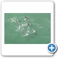Stanford - Whale Watching Flight