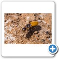 Tanagra Wine Farm - Termite