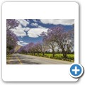 Breede Valley - Jacarandab&auml;ume