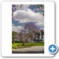 Breede Valley - Jacarandab&auml;ume
