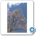 Breede Valley - Jacarandab&auml;ume