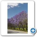 Breede Valley - Jacarandab&auml;ume